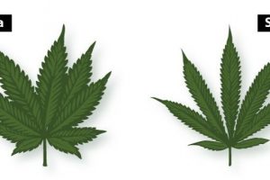 Indica vs. Sativa: What’s The Difference?