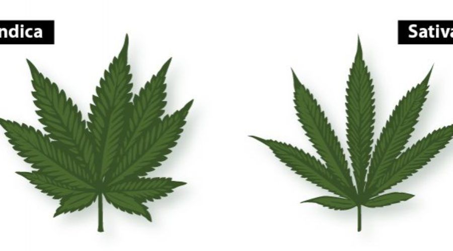 Indica vs. Sativa: What’s The Difference?