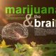 10 Diseases Where Medical Marijuana Could Have Impact: VIDEO