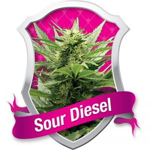 3 Feminized Seeds┃Royal Queen Seeds